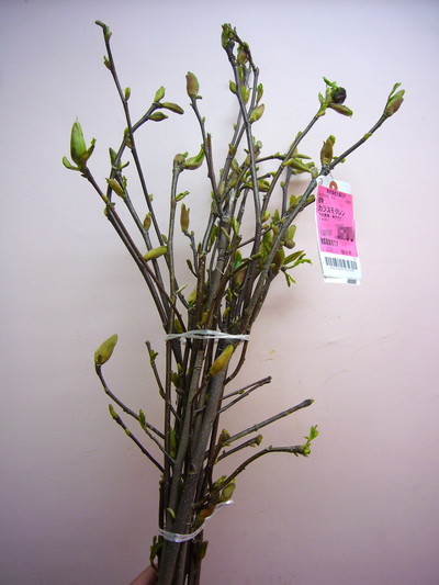 カラスモクレン