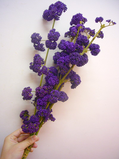 カリカルパ ナカヨシコヨシ