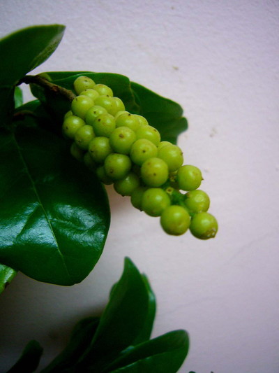 グリーンキャビア