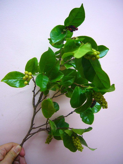 グリーンキャビア