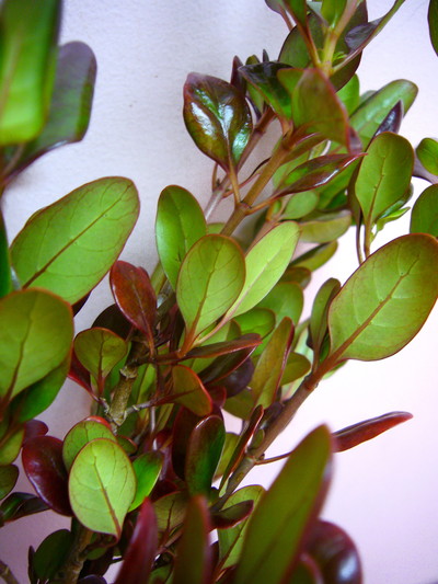 コプロスマコーヒー