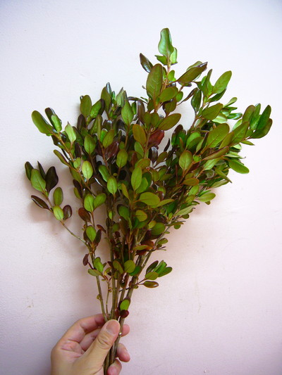 コプロスマコーヒー