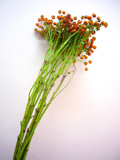 センセーショナルファンタジー