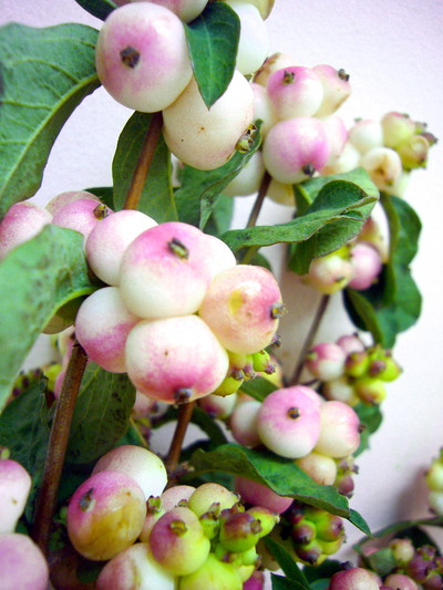 チャーミングファンタジー