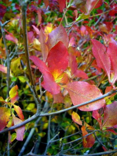 ドーダンツツジ