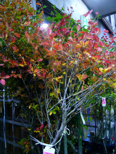 ドーダンツツジ