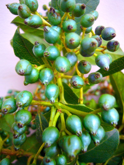 ビバ―ナムティナス