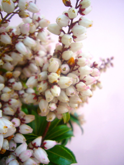 ピエリス J ボンファイ