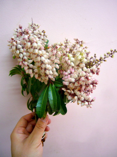 ピエリス J ボンファイ