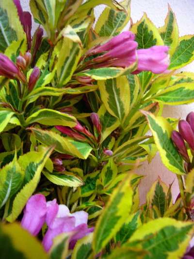 マジカルレインボー