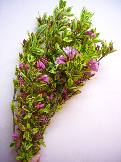 マジカルレインボー