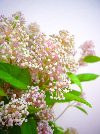 マリーサイモン