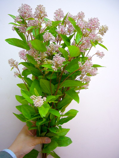 マリーサイモン