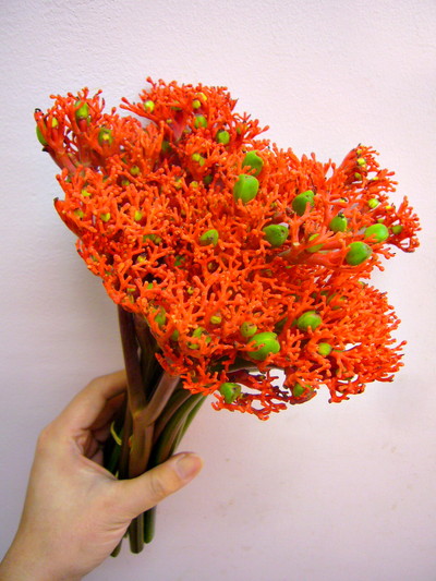 ヤトロファ ファイアークラッカー