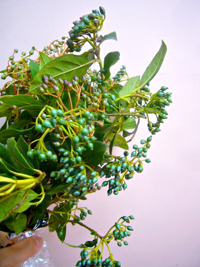 ビバ―ナムティナス