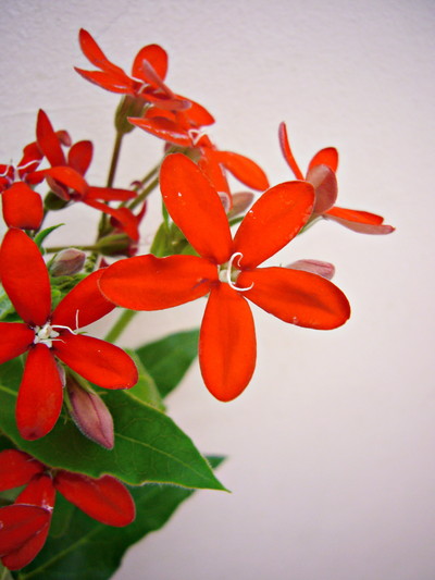 オキシペンタルム 赤