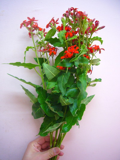 オキシペンタルム 赤