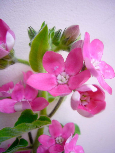 ブライダルルージュ