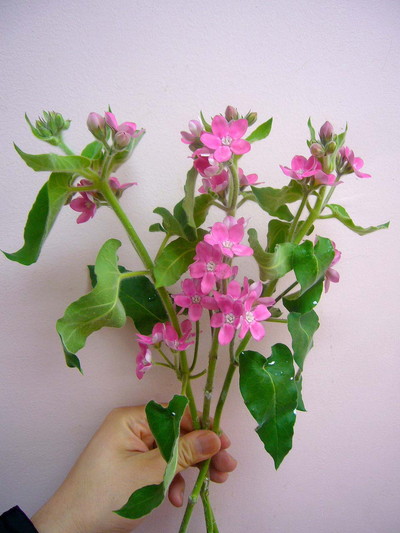 ブライダルルージュ