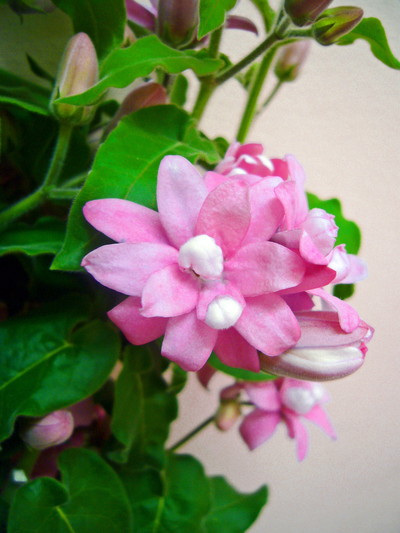 ラブリーピンク