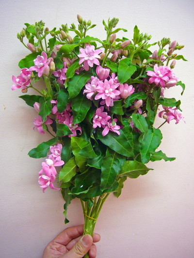 ラブリーピンク