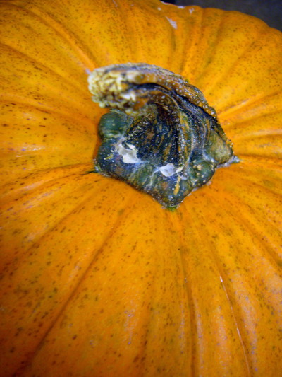 カオツキ オータムG