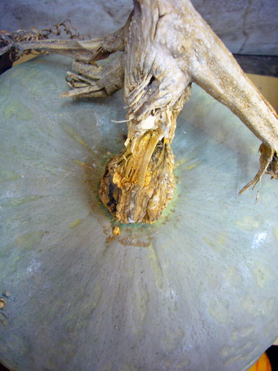 シロカワナンキン