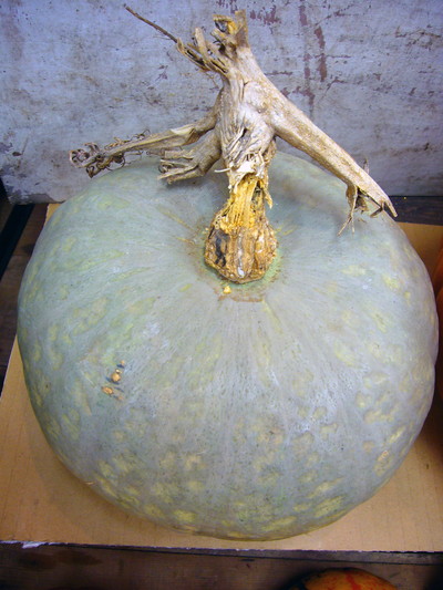 シロカワナンキン