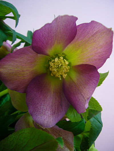 クリスマスローズ