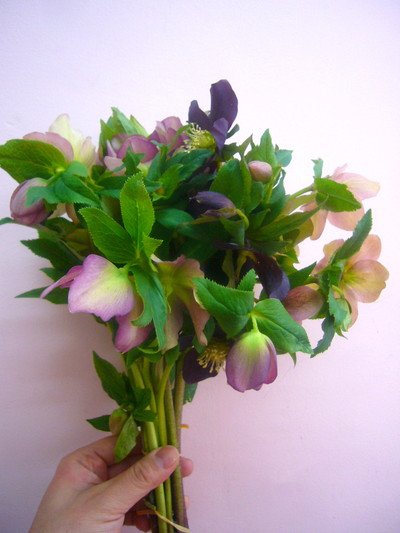 クリスマスローズ