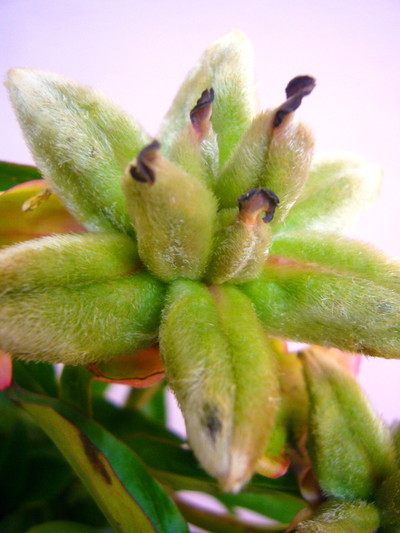 シャクヤクシード