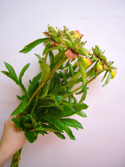 シャクヤクシード