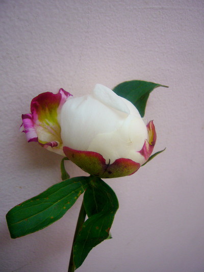 フェスティバマキシマ