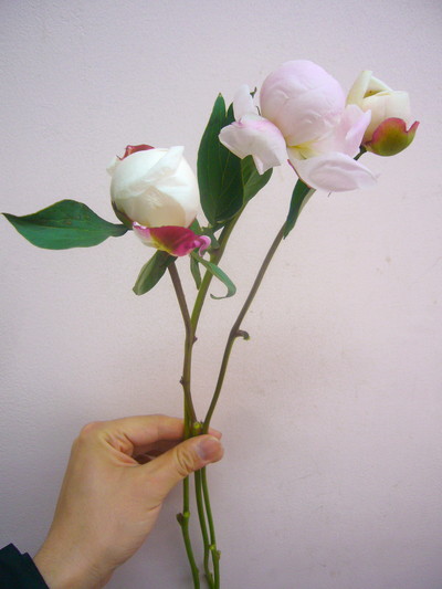 フェスティバマキシマ