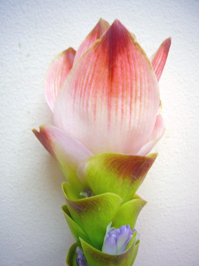 サイアムシルク