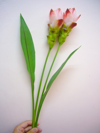 サイアムシルク