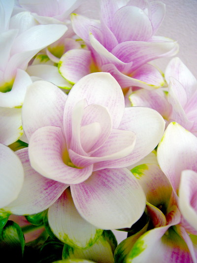 チェリーPRデーン