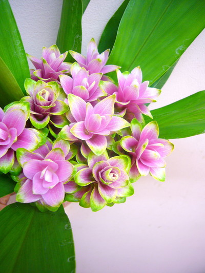 パルビフローラ