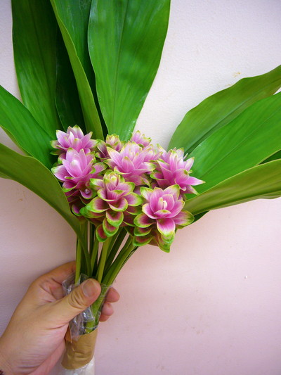 パルビフローラ