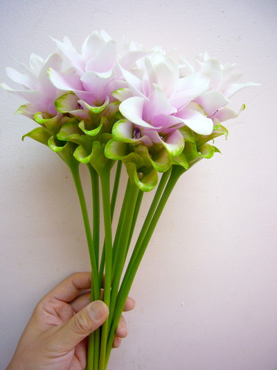 プーディングプリンセス