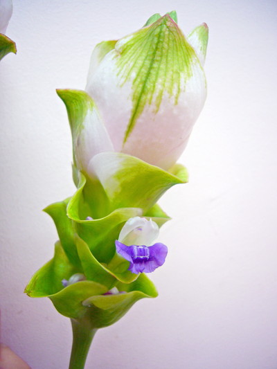 ライトピンククルクマ