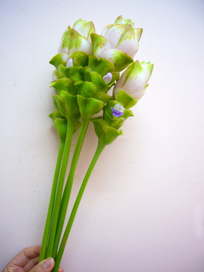 ライトピンククルクマ