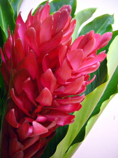 レッドジンジャー