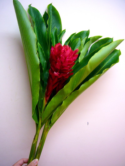 レッドジンジャー