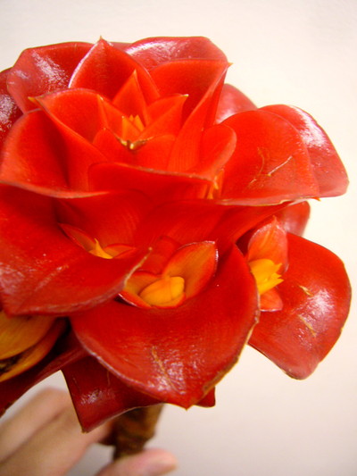 レッドワックス