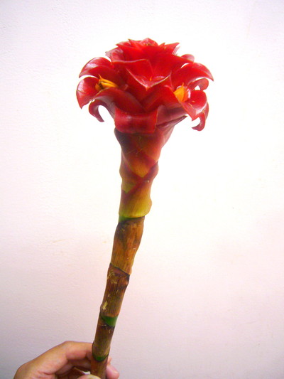 レッドワックス