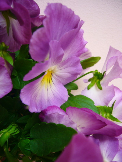 ニジイロスイートラブ