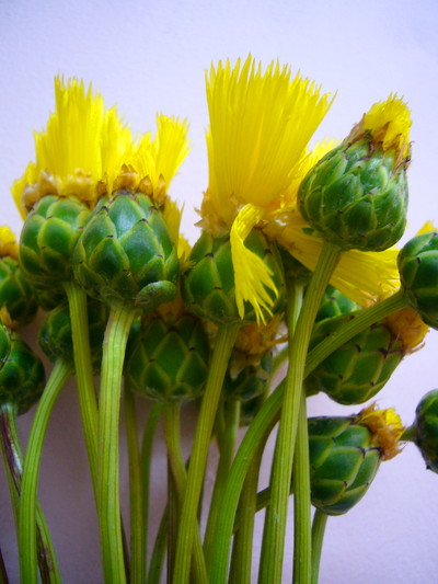 イエローサルタン