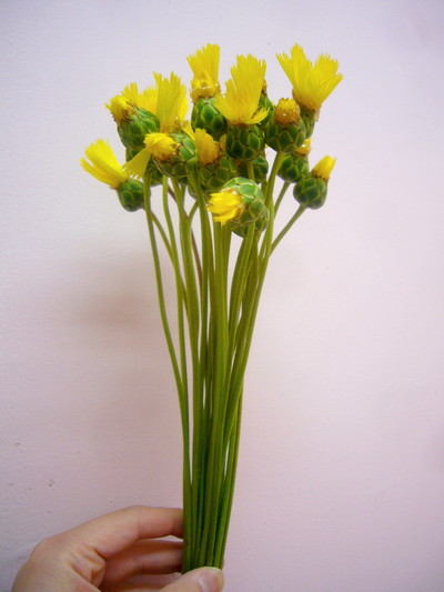 イエローサルタン