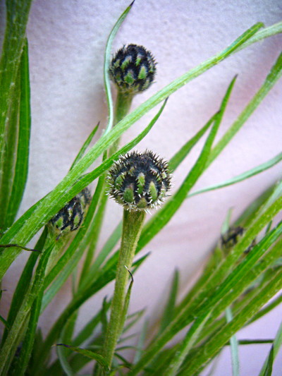 ブラックボール